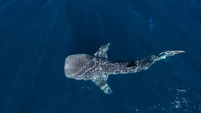 Mozambico: safari nell’Oceano